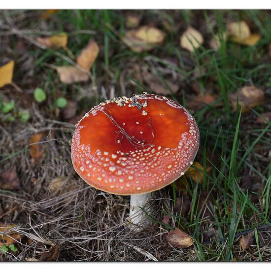 Agaricus muscarius: Pilz im Habitat Park in der NatureSpots App