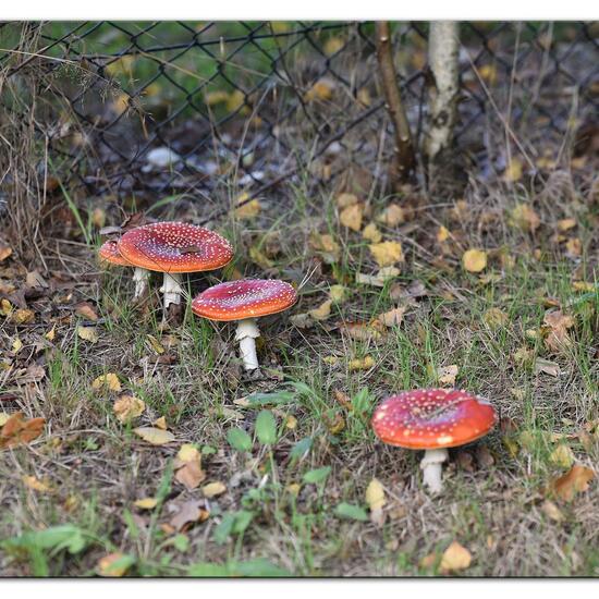 Agaricus muscarius: Pilz im Habitat Park in der NatureSpots App