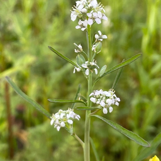 Landschaft: Landwirtschaft im Habitat Landwirtschaftliche Wiese in der NatureSpots App