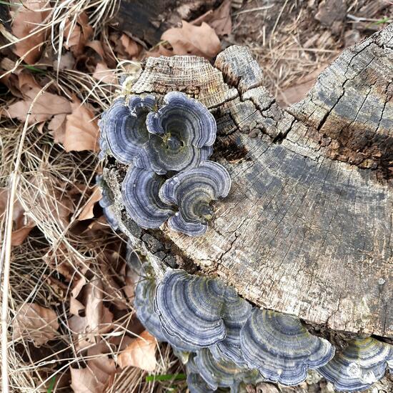 Schmetterlings-Tramete: Pilz im Habitat Anderes Stadthabitat in der NatureSpots App