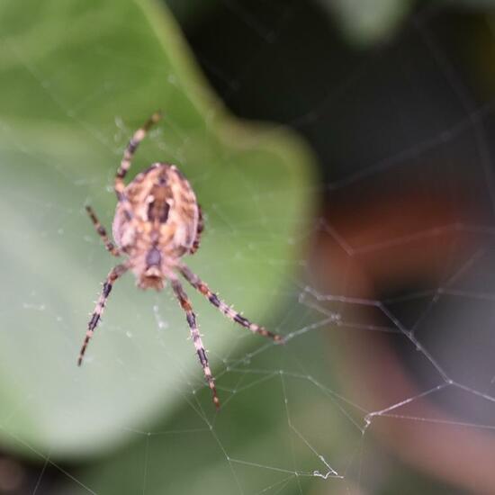 Gartenkreuzspinne: Tier im Habitat Garten in der NatureSpots App