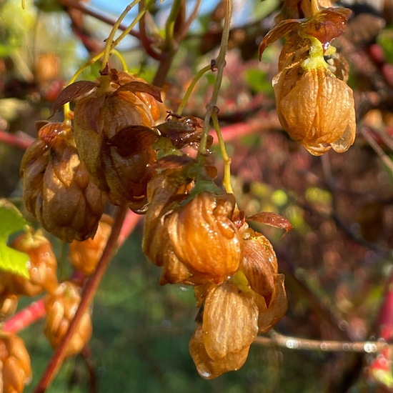 Echter Hopfen: Pflanze im Habitat Park in der NatureSpots App