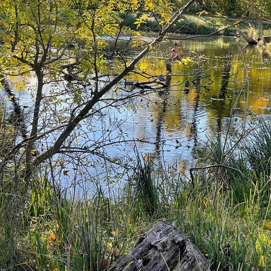 Landschaft: Süßwasser im Habitat Künstliches Süßwasser in der NatureSpots App