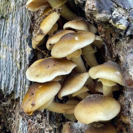 Honiggelber Hallimasch: Pilz im Habitat Park in der NatureSpots App