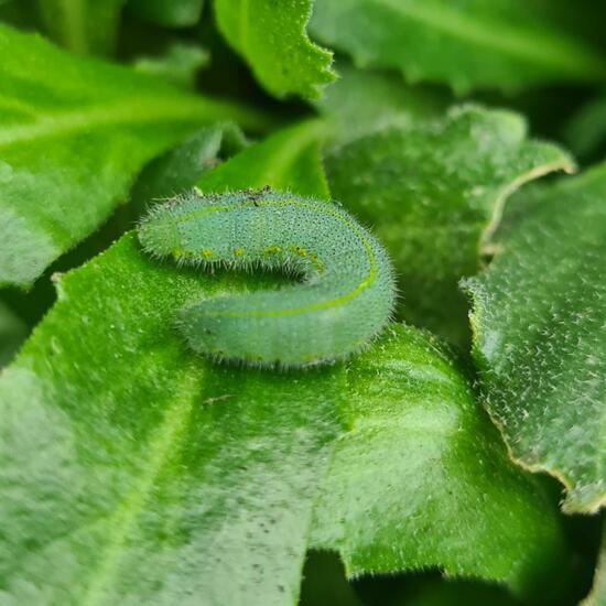 Kleiner Kohlweißling: Tier im Habitat Stadt und Garten in der NatureSpots App