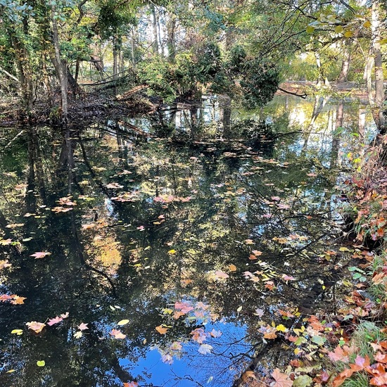 Landschaft: Süßwasser im Habitat Künstliches Süßwasser in der NatureSpots App