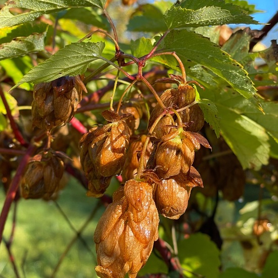 Echter Hopfen: Pflanze im Habitat Park in der NatureSpots App