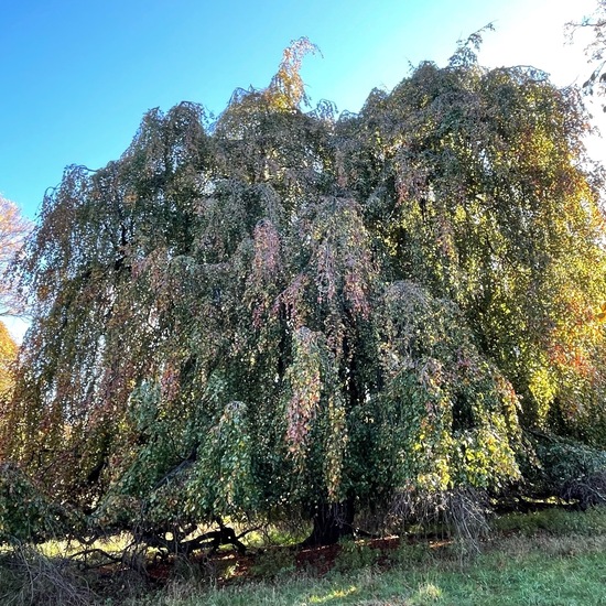 Hänge-Buche: Pflanze im Habitat Park in der NatureSpots App