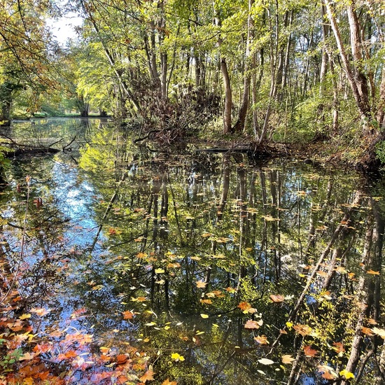 Landschaft: Süßwasser im Habitat Künstliches Süßwasser in der NatureSpots App