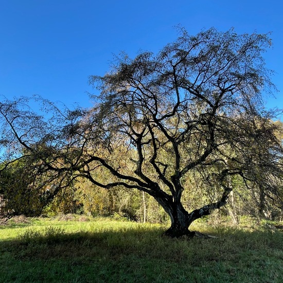 Hainbuche: Pflanze in der Natur in der NatureSpots App