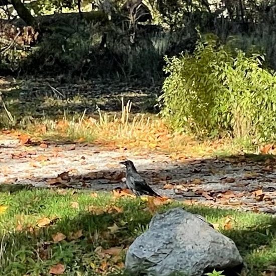 Aaskrähe: Tier im Habitat Park in der NatureSpots App