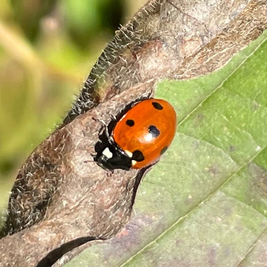 Siebenpunkt-Marienkäfer: Tier in der Natur in der NatureSpots App