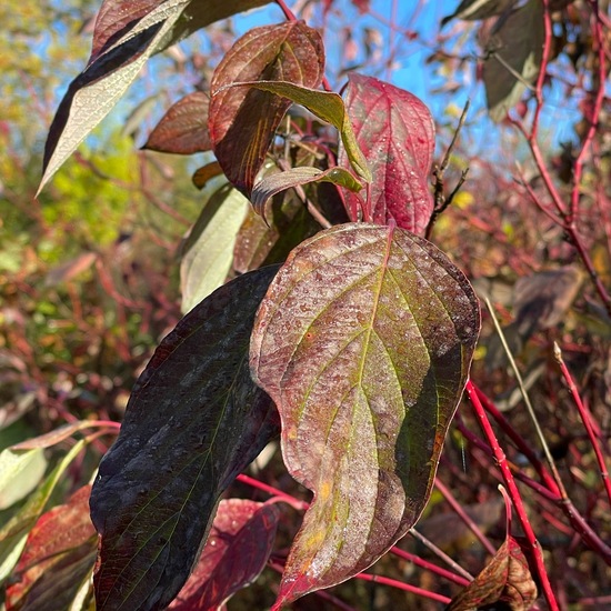 Seidiger Hartriegel: Pflanze im Habitat Park in der NatureSpots App