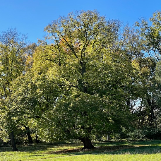 Sommer-Linde: Pflanze im Habitat Park in der NatureSpots App