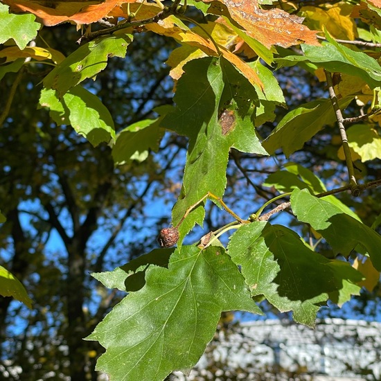 Elsbeere: Pflanze im Habitat Park in der NatureSpots App