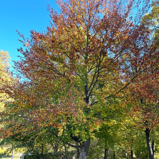 Rotbuche: Pflanze im Habitat Park in der NatureSpots App