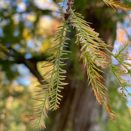 Echte Sumpfzypresse: Pflanze im Habitat Park in der NatureSpots App