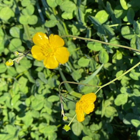 Scharfer Hahnenfuß: Pflanze im Habitat Park in der NatureSpots App