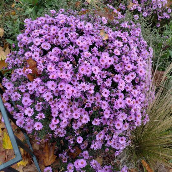 Aster dumosus: Pflanze in der Natur in der NatureSpots App