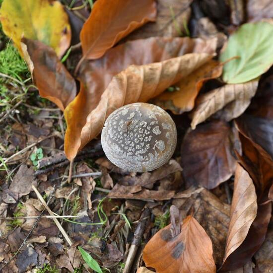 Eine unbekannte Art: Pilz im Habitat Grasland und Büsche in der NatureSpots App