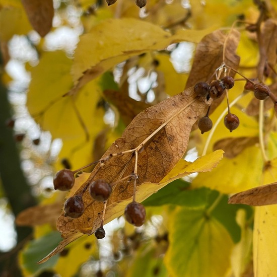 Winter-Linde: Pflanze im Habitat Anderes Stadthabitat in der NatureSpots App