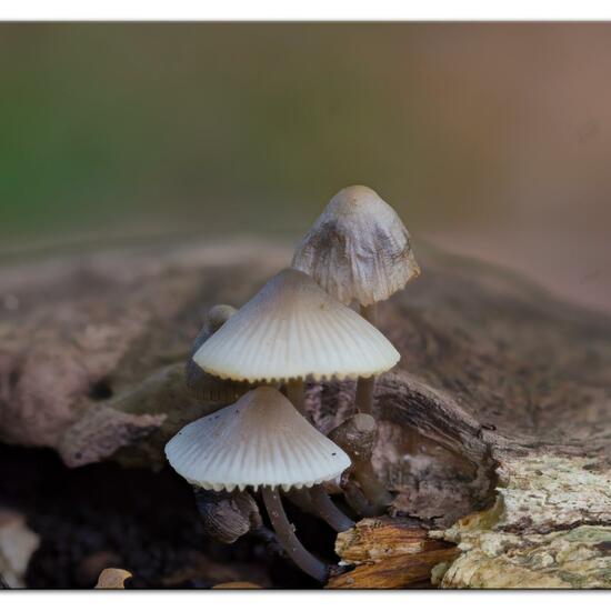 Mycena arcangeliana: Pilz im Habitat Wald in der NatureSpots App