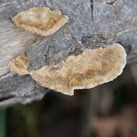 Eine unbekannte Art: Pilz im Habitat Wald in der NatureSpots App