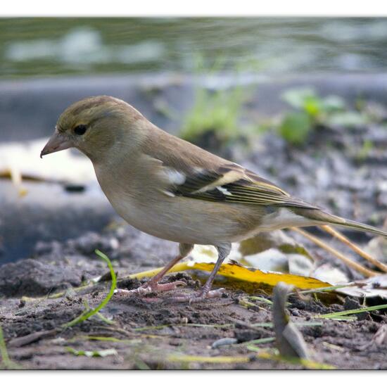 Buchfink: Tier im Habitat Hinterhof in der NatureSpots App