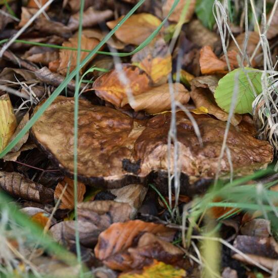 Eine unbekannte Art: Pilz im Habitat Grasland und Büsche in der NatureSpots App