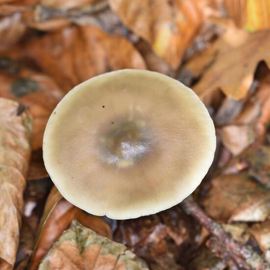 Eine unbekannte Art: Pilz im Habitat Grasland und Büsche in der NatureSpots App