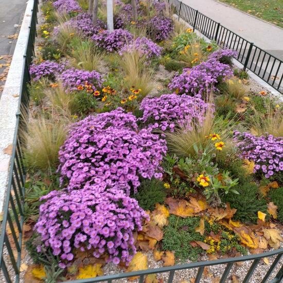 Aster dumosus: Pflanze in der Natur in der NatureSpots App