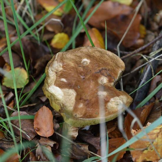 Eine unbekannte Art: Pilz im Habitat Grasland und Büsche in der NatureSpots App