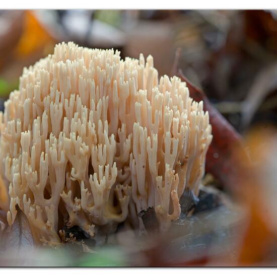 Ramaria stricta: Pilz im Habitat Park in der NatureSpots App