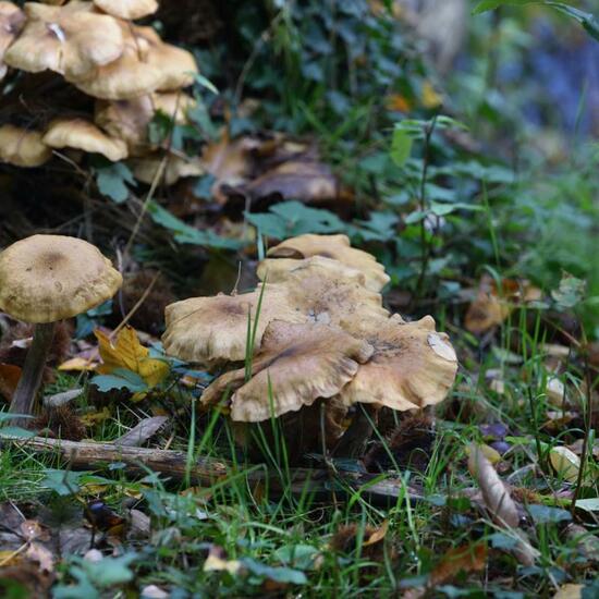 Eine unbekannte Art: Pilz im Habitat Park in der NatureSpots App