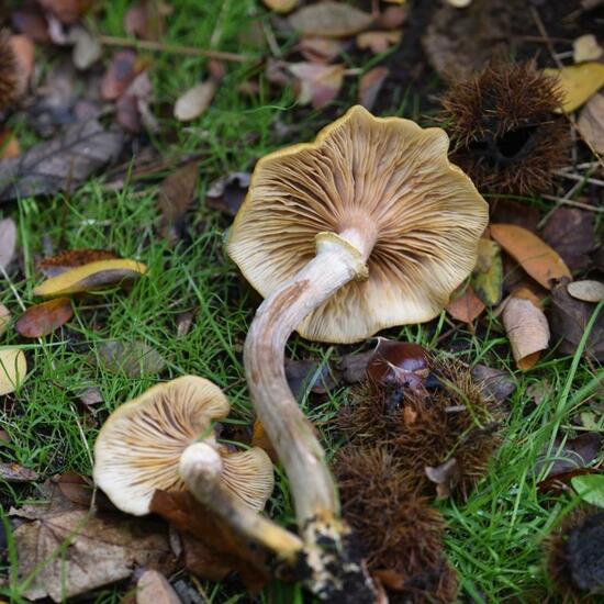 Eine unbekannte Art: Pilz im Habitat Park in der NatureSpots App