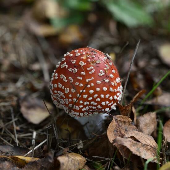 Eine unbekannte Art: Pilz im Habitat Park in der NatureSpots App