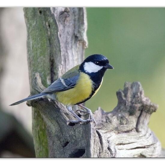 Kohlmeise: Tier im Habitat Hinterhof in der NatureSpots App