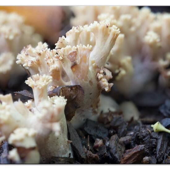 Ramaria stricta: Pilz im Habitat Park in der NatureSpots App