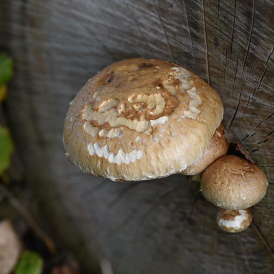 Eine unbekannte Art: Pilz im Habitat Wald in der NatureSpots App