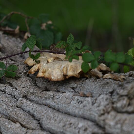 Eine unbekannte Art: Pilz im Habitat Wald in der NatureSpots App