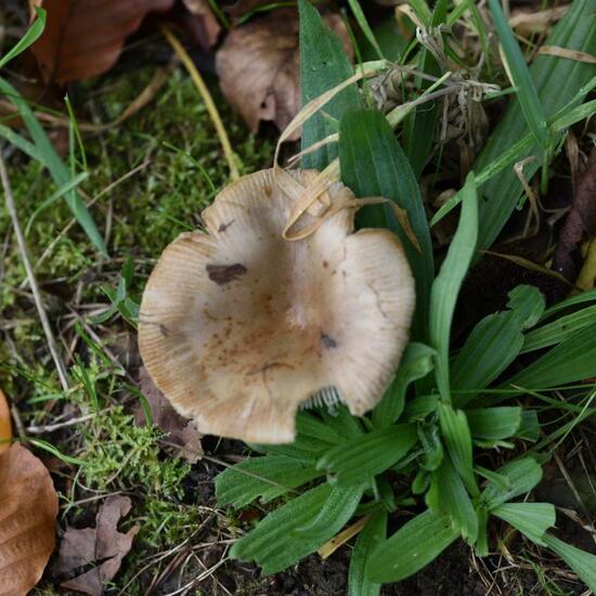 Eine unbekannte Art: Pilz im Habitat Grasland und Büsche in der NatureSpots App