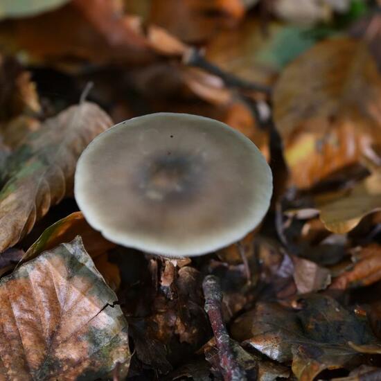 Eine unbekannte Art: Pilz im Habitat Grasland und Büsche in der NatureSpots App