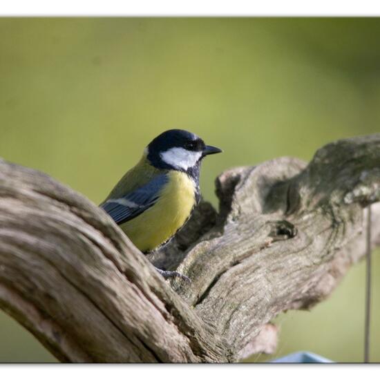 Kohlmeise: Tier im Habitat Hinterhof in der NatureSpots App