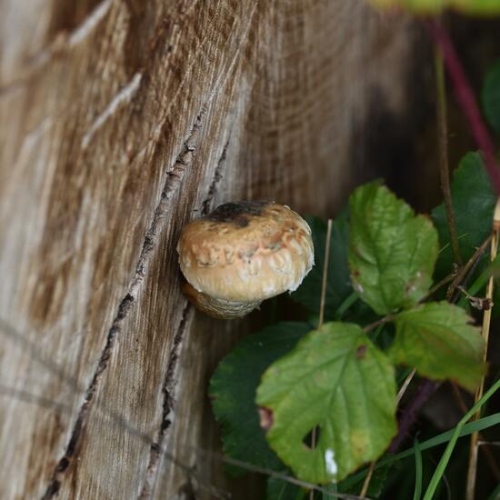 Eine unbekannte Art: Pilz im Habitat Wald in der NatureSpots App