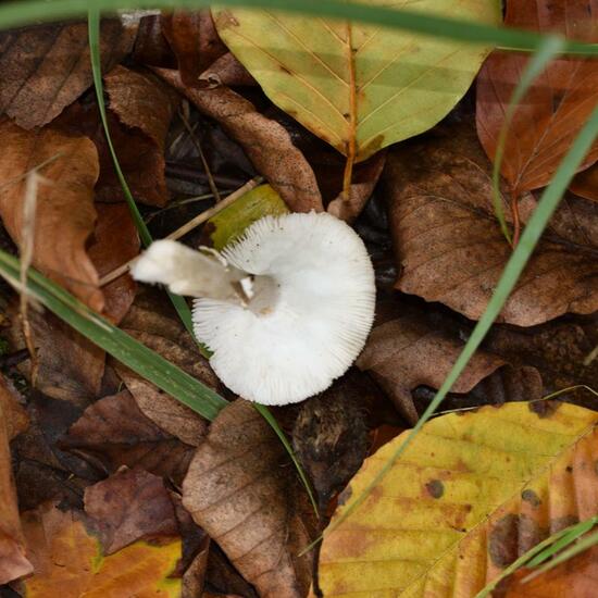 Eine unbekannte Art: Pilz im Habitat Grasland und Büsche in der NatureSpots App