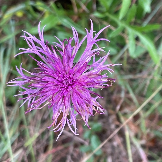 Skabiosen-Flockenblume: Pflanze im Habitat Grasland und Büsche in der NatureSpots App