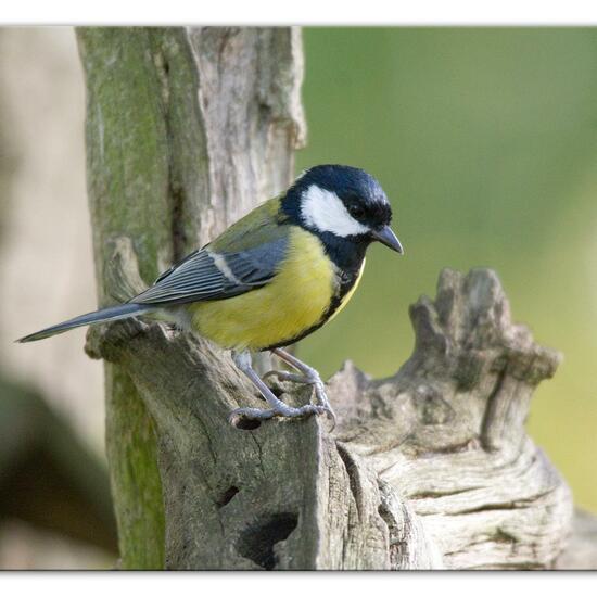 Kohlmeise: Tier im Habitat Hinterhof in der NatureSpots App