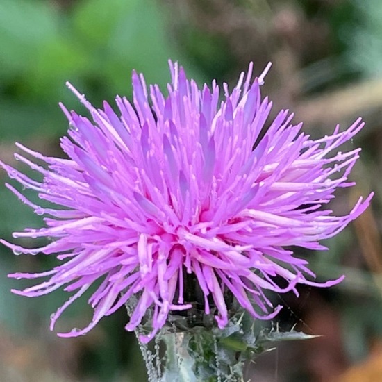 Cirsium arvense: Plant in habitat Mediterranean forest in the NatureSpots App