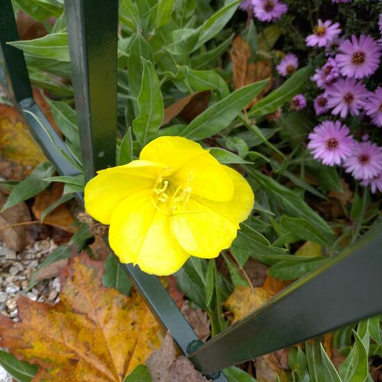 Oenothera macrocarpa subsp. macrocarpa: Pflanze in der Natur in der NatureSpots App