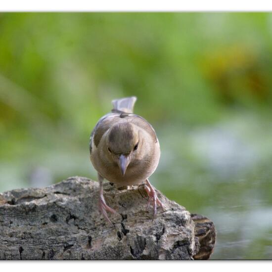 Buchfink: Tier im Habitat Hinterhof in der NatureSpots App